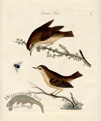 Common Wren